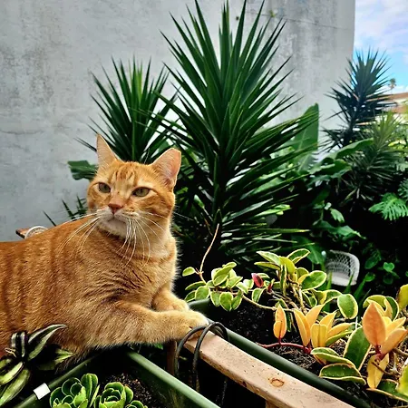 Maison d'hôtes Marina Lounge Ponta Delgada