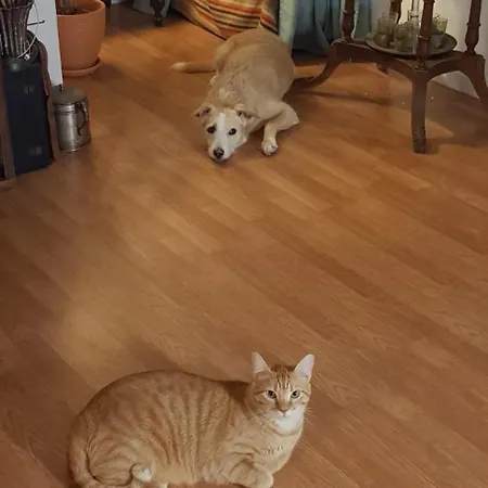 Marina Lounge 3* Ponta Delgada