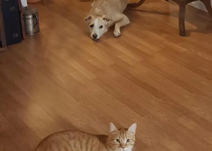 Marina Lounge 3* Ponta Delgada