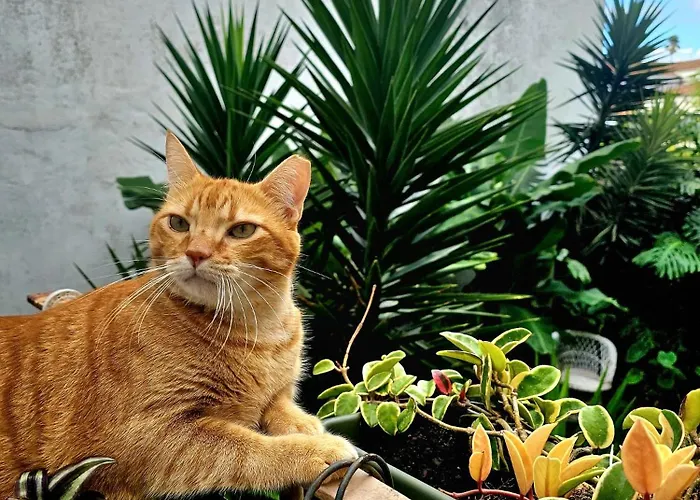 Affittacamere Marina Lounge Ponta Delgada